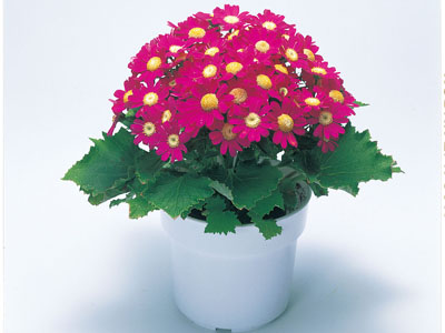 瓜叶菊.jpg