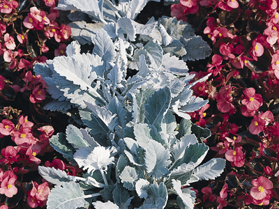 雪叶菊.jpg