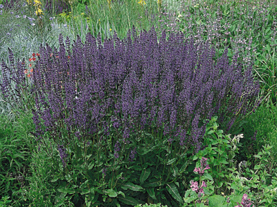 20120806053021.jpg