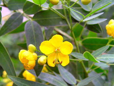 伞房决明.jpg