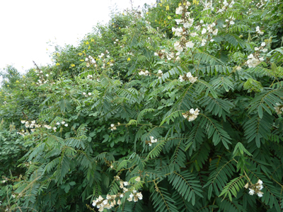 山毛豆(短萼灰叶豆).JPG
