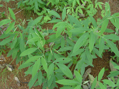 木豆(三叶豆).jpg
