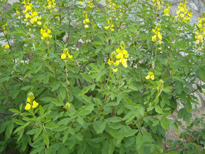 猪屎豆(罗顿豆).JPG