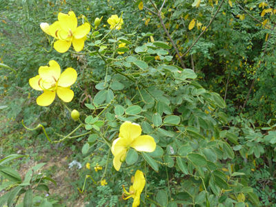 黄花决明.JPG