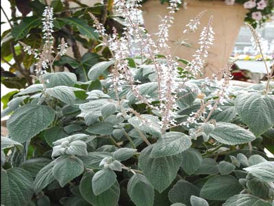 香茶菜.jpg