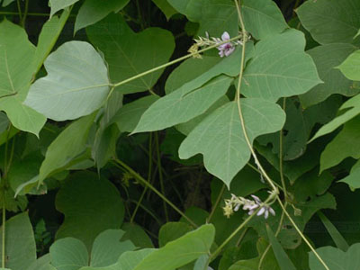 20120801035836.jpg