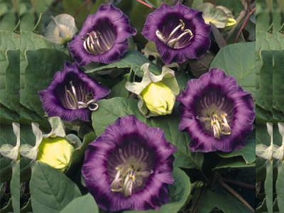 20120927052307.jpg